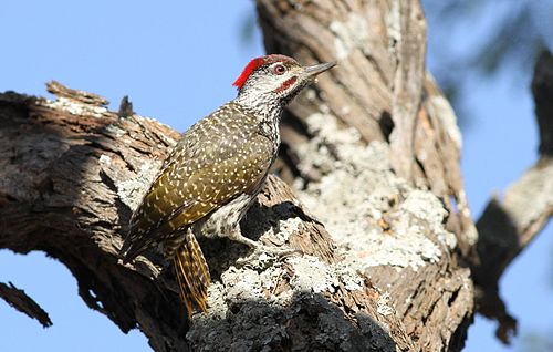 Golden-tailed woodpecker